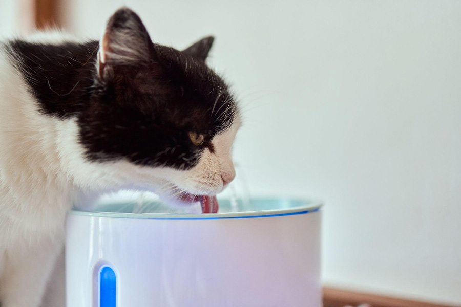 A cat drinking from a water fountain for pets