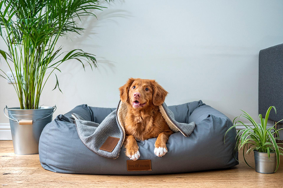 A dog sitting on a dog bed