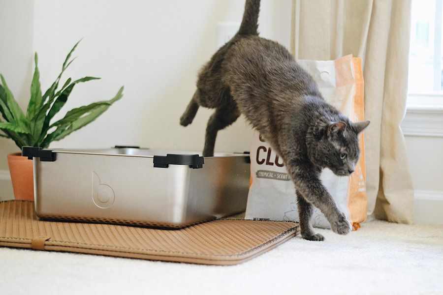 A self-cleaning litter box and a cat jumping