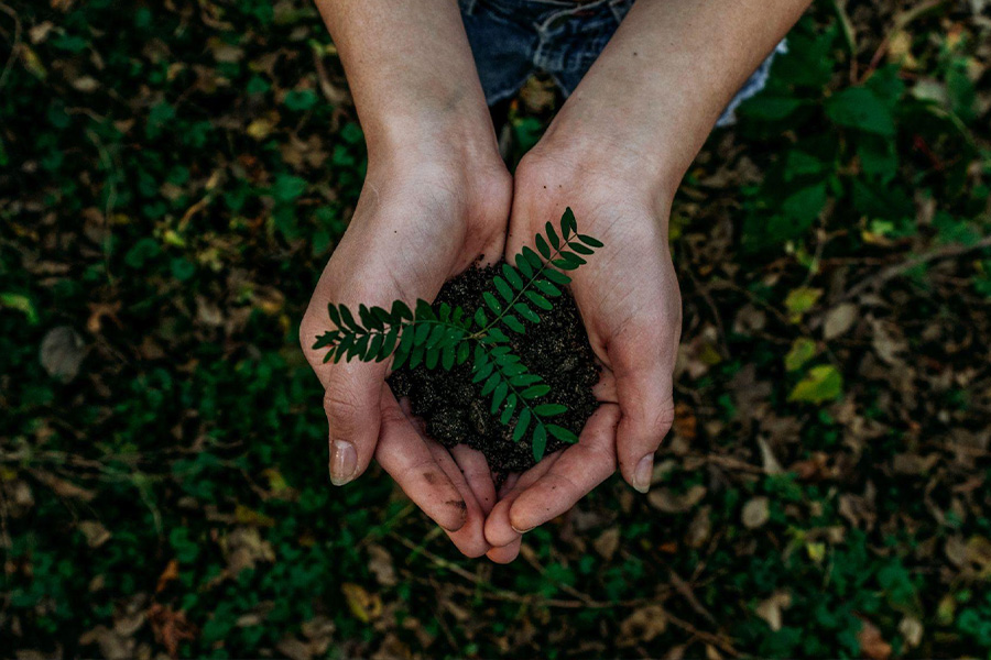 a person holding plant on the hand