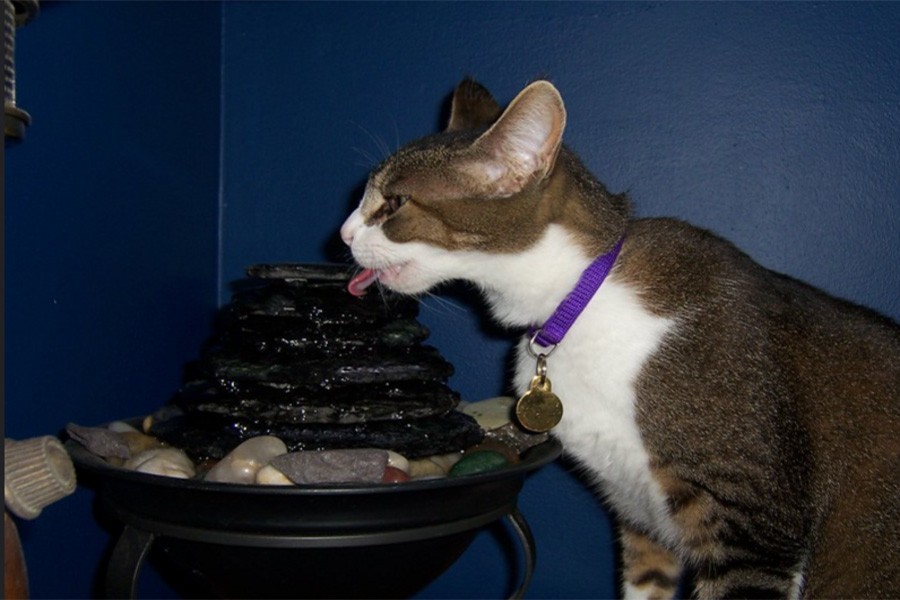 A cat drinking from water fountain