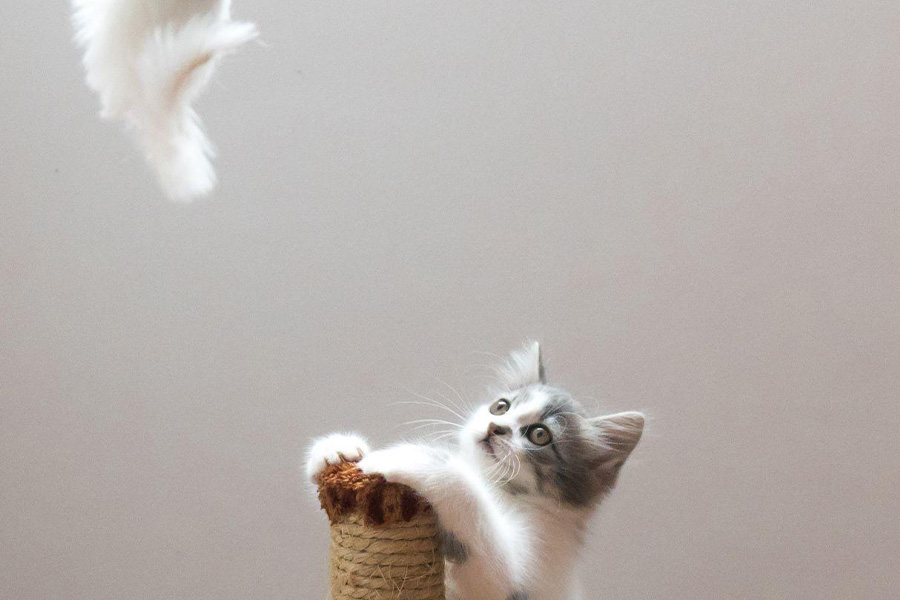 Cat toys can be a mixture of fun and health