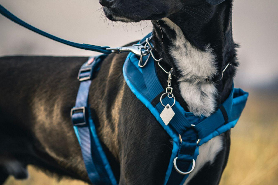 Dog harnesses, leashes, and ID tags help dogs feel safe