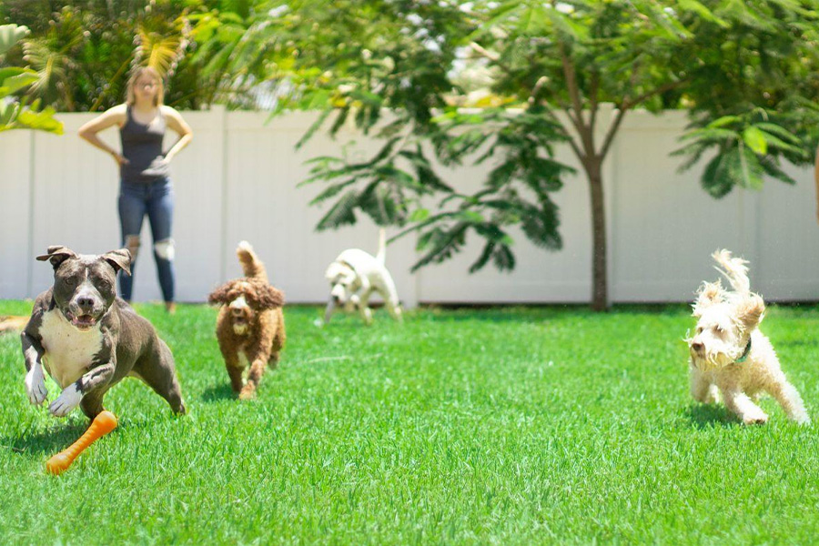 Outdoor toys help develop motor skills and socialize your pups