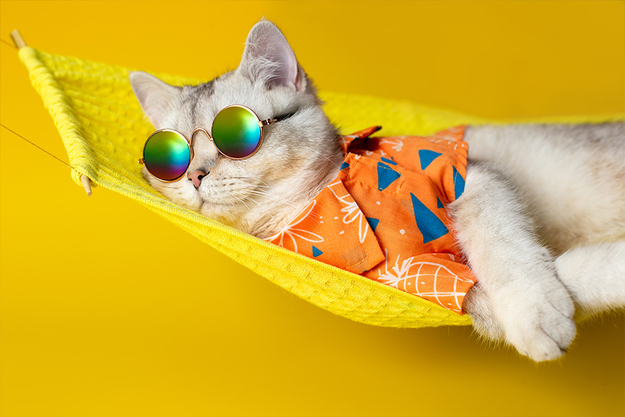 Portrait of an adorable white cat in sunglasses and an orange shirt, lies on a yellow fabric hammock, isolated on a yellow background.