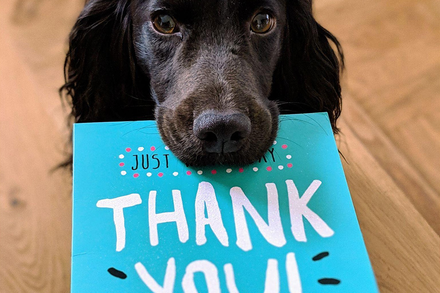 Your customers’ dogs will thank you for looking after them