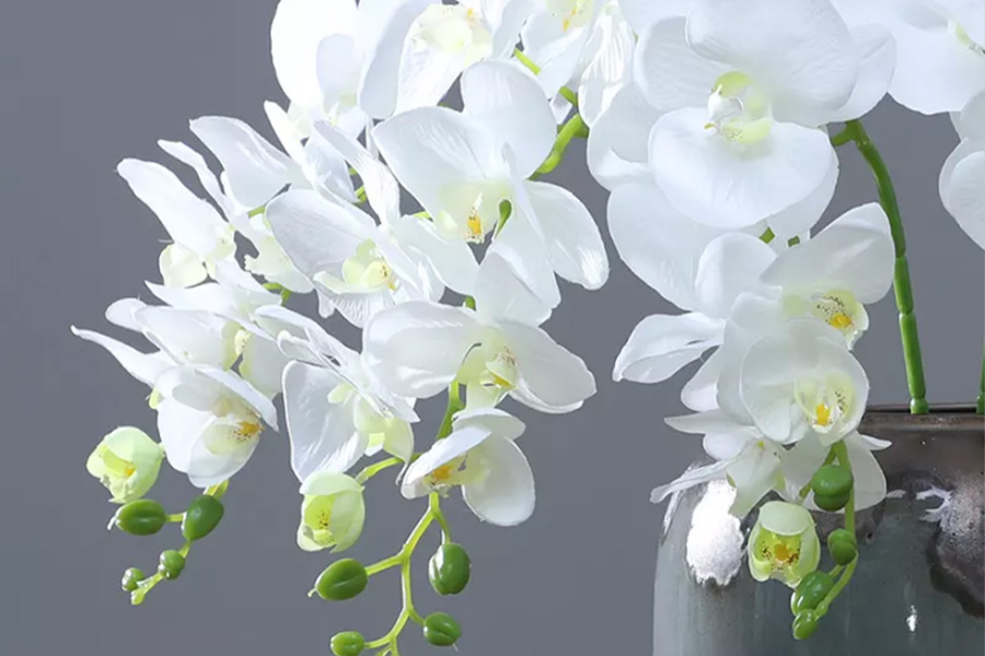 Blossomed white orchids in a painted vase against gray wall