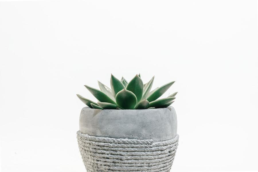 Concrete plant pot on white background