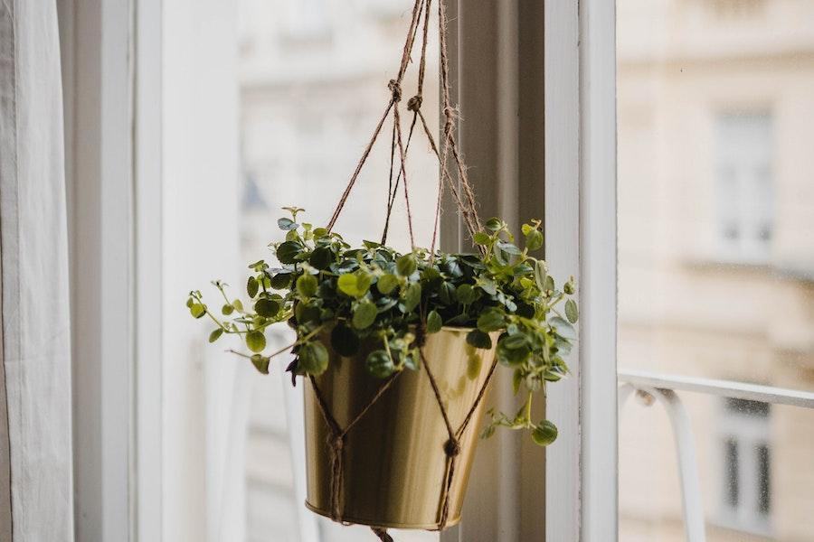 Pot suspended with ropes while holding decorative houseplants