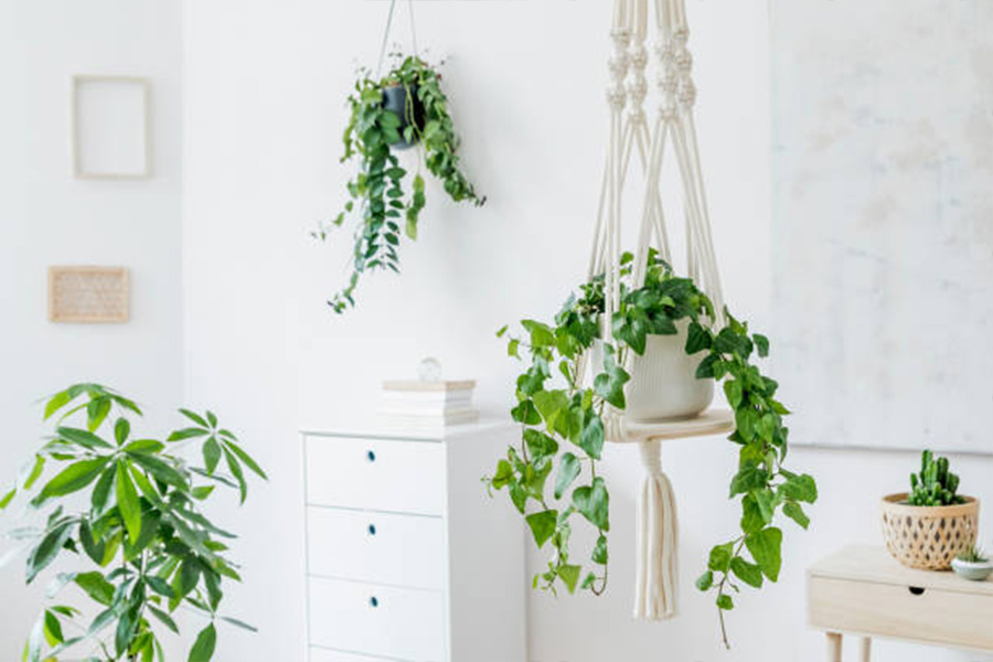 Various artificial hanging plants inside a white room with furniture