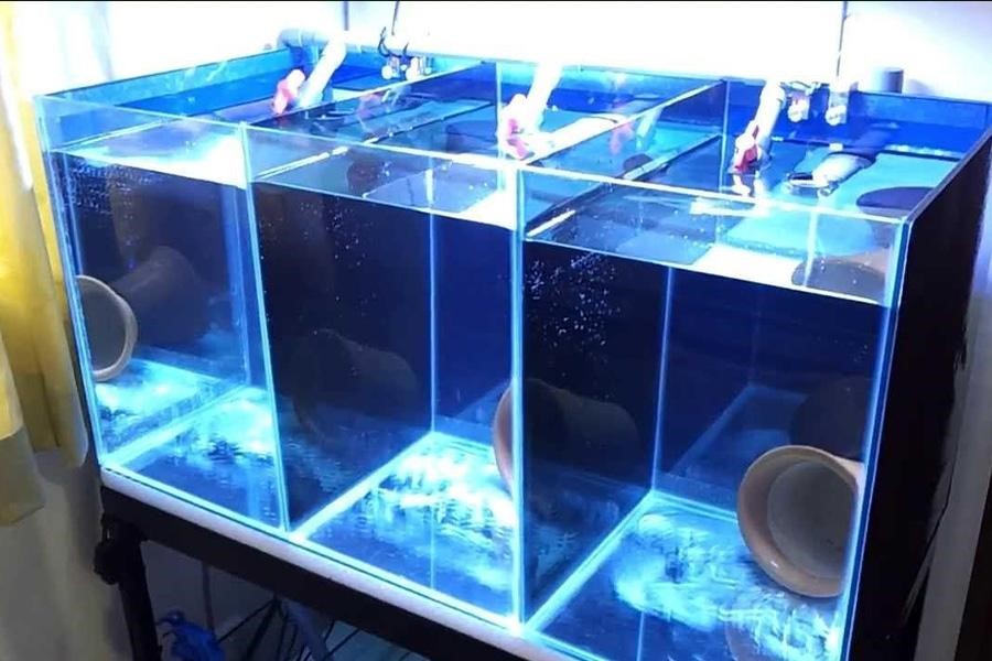 A clean blue breeder fish tank