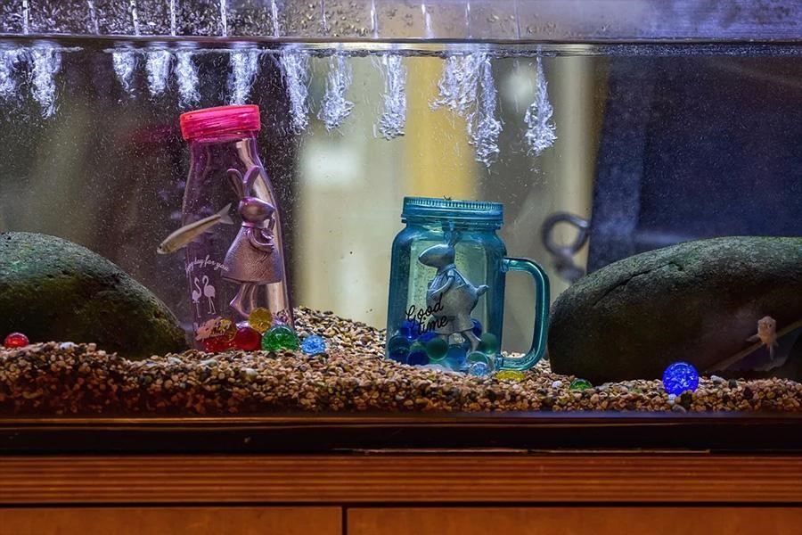 Cold water aquarium with several decorations