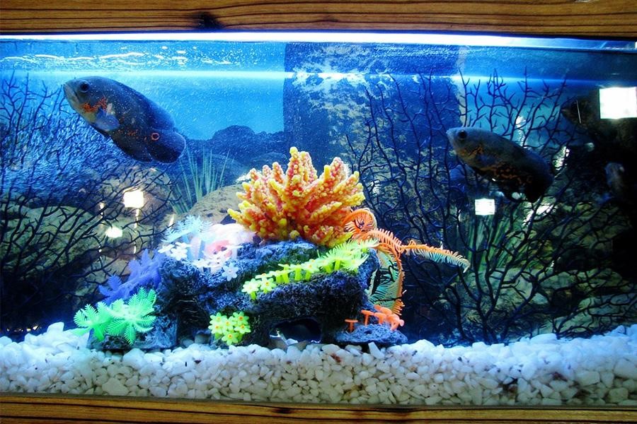 Freshwater tropical aquarium with exotic fish