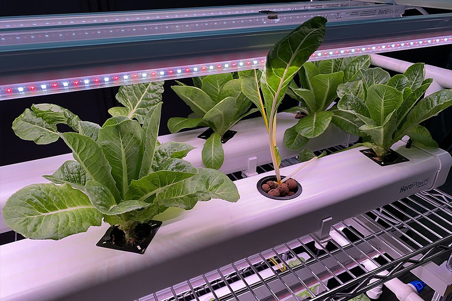 Grow lights for vertical farming