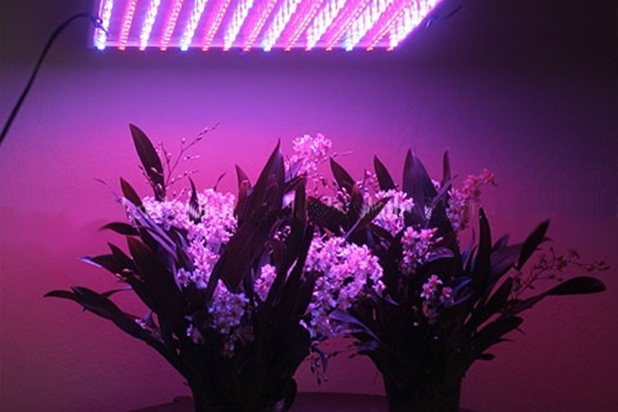 LED grow lights for indoor plants