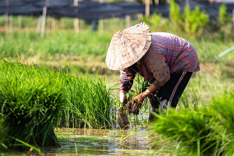 Person planting rice in paddy field