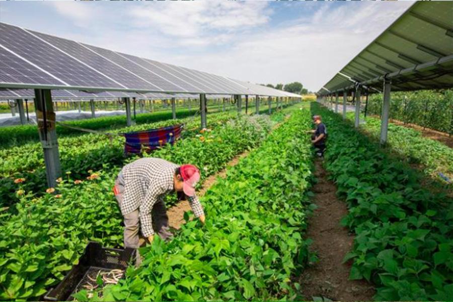 Agrivoltaics benefit the workers by providing additional shade