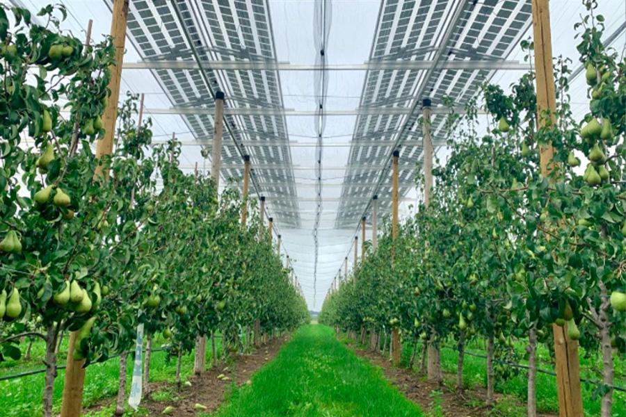 Specialized agrivoltaic system for pear orchard in Flanders