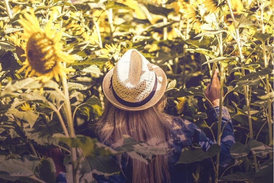woman wearing white wool felt hat beside sunflower fields
