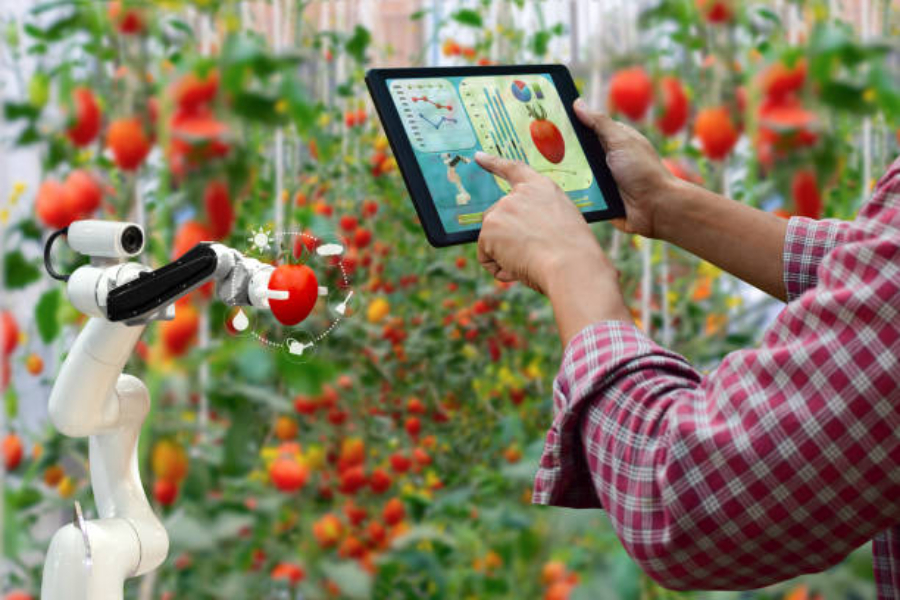 A farmer holding a robotic control tablet while harvesting